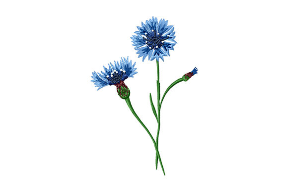 Bouquet of Cornflowers: A Designer’s Review